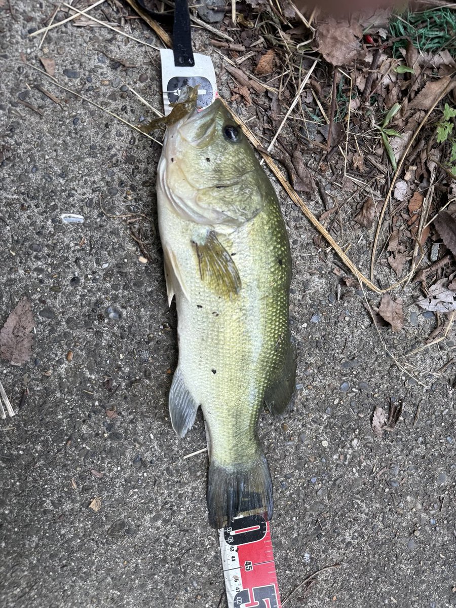 今日の釣果
自己最大ラージ　41cm
これの前に同等かもう少しでかいのをバラしました😱
初場所で気が抜けていたのか？残念！