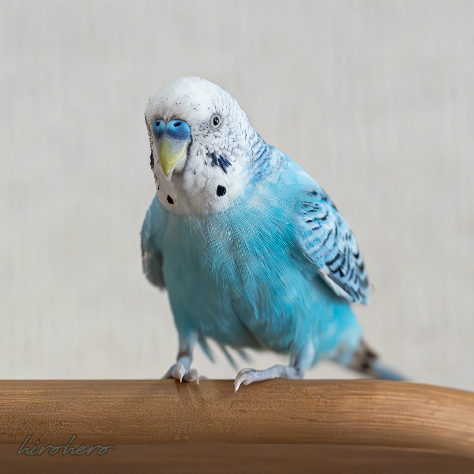 hiro様専用 アネモネ、信長、インコ - メルカリ