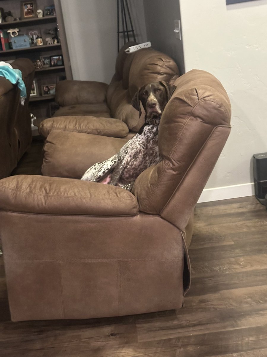 sleepytones's tweet photo. chill ass dog https://t.co/8Cqv6c4mJl