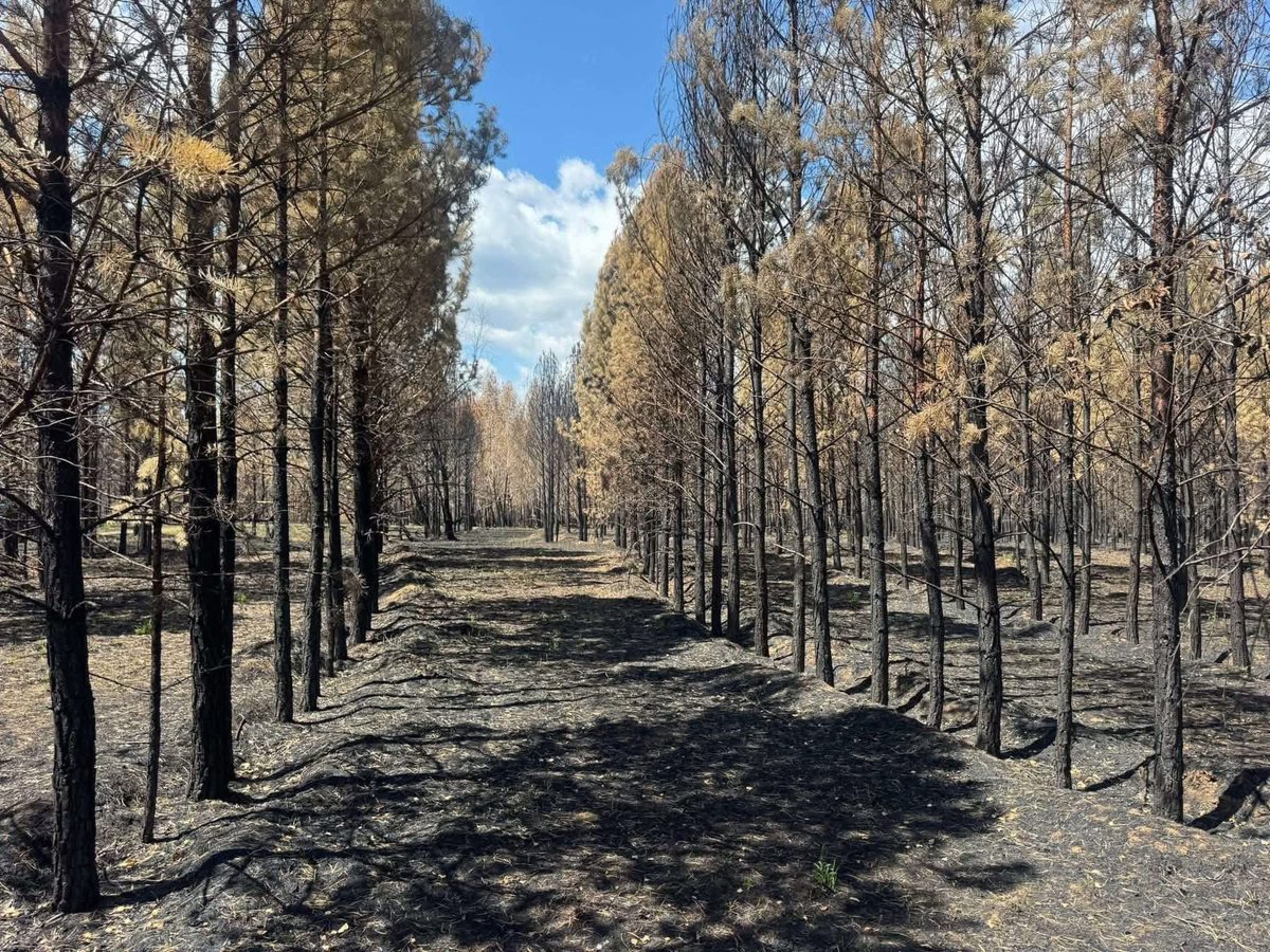 Түймрийн дараах Тужийн нарс 😢