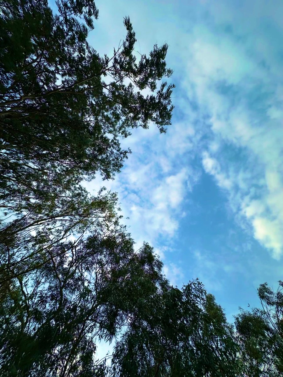 Photo challenge: Look up😉