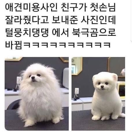 북극곰이 된 댕댕이