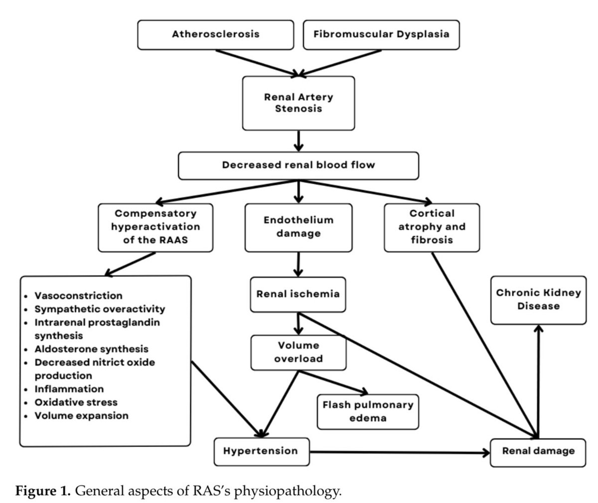 hardik4u24's tweet image. 🩺 The Silent Enemy: Renal Artery Stenosis (#RAS) 🫘
⚠️Starts silent—ends in 🧠RAAS chaos, 🫁flash edema, & 📉renal doom!
🔬Catch this killer cascade in 1 stunning diagram! ⬇️
📚Silva et al. (2025) 👉 doi.org/10.3390/jvd401…
#NephTwitter #MedTwitter #CKD #HTN #RAAS #FMD