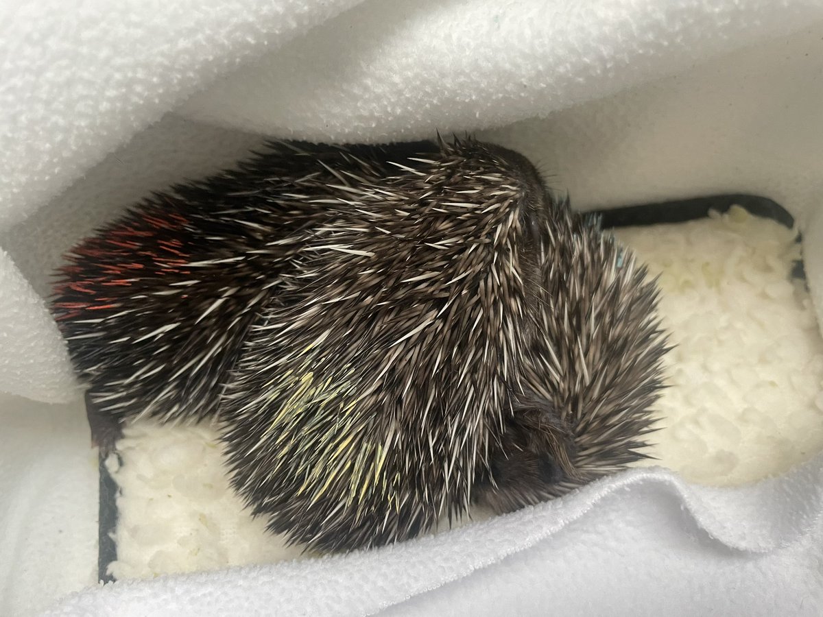 pricklelodge's tweet image. How can you not love these precious creatures 🤗. This is what I was greeted with this morning ❤️. Meet Nancy (red dot), Oliver the runt, (yellow dot) and lots of catching up to do, &amp;amp; Bullseye (blue dot). 3 hourly feeds has been tiring, but they are so worth the effort. #hoglets
