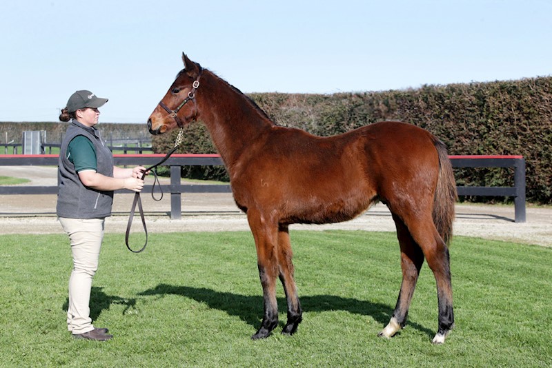 Curraghmore (@curraghmorenz) on Twitter photo Bitcoin picked up his 2nd win over fences at Warnambool this afternoon. Congrats to breeder Stareye NZ, his group of owners incl. <a href="/SpicerTbreds/">Brad Spicer</a>, trainer <a href="/PatemanRacing/">Steven Pateman</a> & jockey Steven Pateman. Purchased from our 2020 NZB Weanling Sale for $4300. #theprovensource ☘️ Bitcoin picked up his 2nd win over fences at Warnambool this afternoon. Congrats to breeder Stareye NZ, his group of owners incl. <a href="/SpicerTbreds/">Brad Spicer</a>, trainer <a href="/PatemanRacing/">Steven Pateman</a> & jockey Steven Pateman. Purchased from our 2020 NZB Weanling Sale for $4300. #theprovensource ☘️