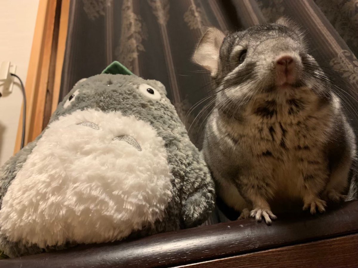 GunuchuKutachu's tweet image. 「トトロしゃん、あのね🐭
人間のオスは、おひげ剃るんでちゅって。

おひげは大切にしなきゃいけないのにねぇ🐭
そんなことしちゃだめって教えてあげなくちゃねぇ」
