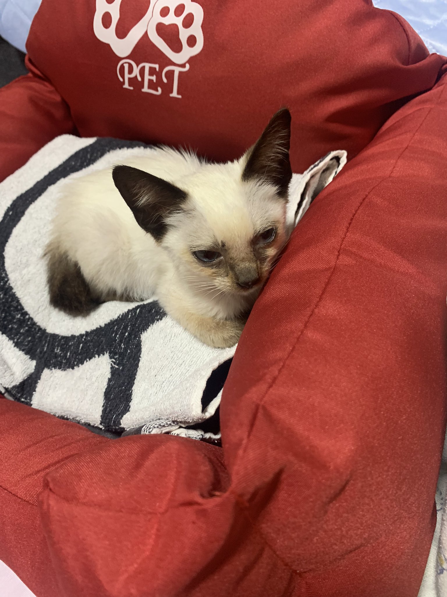 シャム猫様 リクエスト 2点 まとめ商品 Yahoo!オークション - chico 羊毛フェルト 猫 シャム猫ちゃん