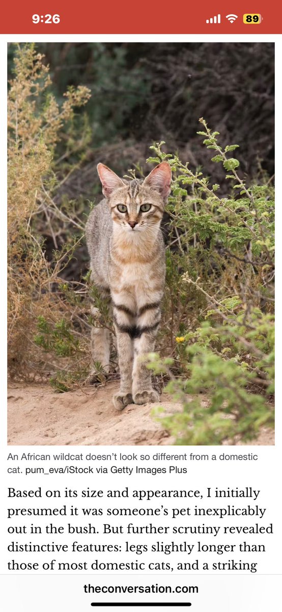 SweetAmy614's tweet image. Happy #Sunday, my superb #Wordle family! Kudos on all of your sensational wins! Wishing you terrific day! 🌞
Sending tons of love, hugs & good luck! ❤️🤗🍀
#CatLover
#Cats
#BigCats
#AfricanWildcat
#Wordler
#Wordle1478 1,478 4/6
🟩⬜⬜⬜⬜
🟩⬜🟨⬜⬜
🟩🟩⬜🟩⬜
🟩🟩🟩🟩🟩