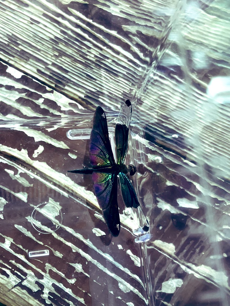 夏だ〜🌞
池だ〜
トンボだ〜
キイトトンボ
チョウトンボ
天然の発色でこの美しさ素晴らし過ぎる〜
ええ出会いでした。