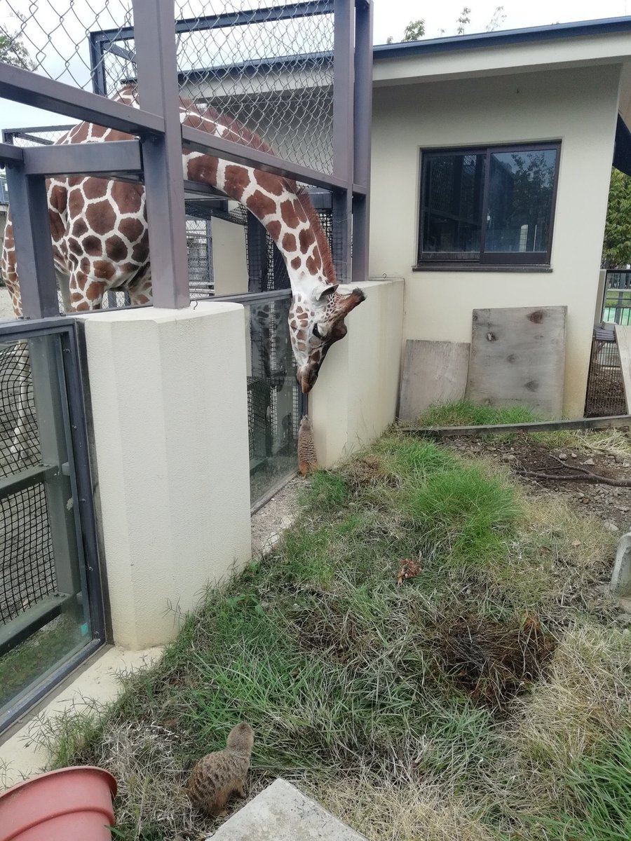 animalkyat's tweet photo. ミーアキャットが気になるキリン見て https://t.co/A5p4qWnyS4