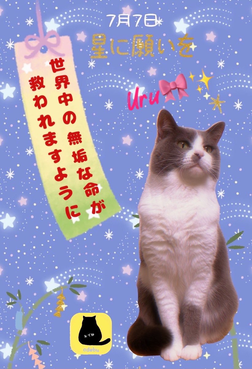 雨の日のねこ様♡ありがとうございます♡ 雨の日のねこ様♡ありがとうございます♡
