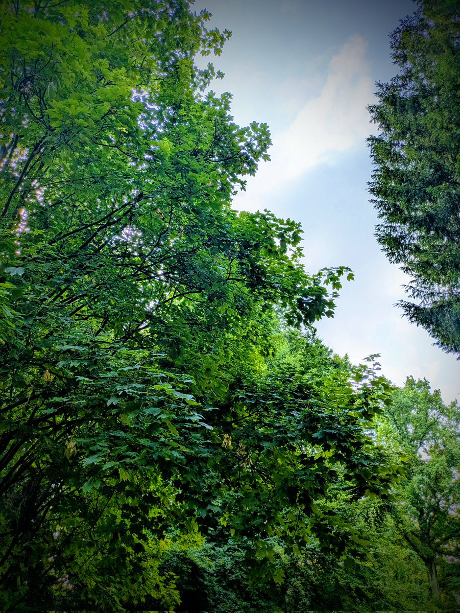 Good morning treepeople