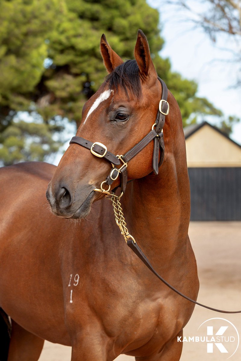 Kambula Stud (@kambulastud) on Twitter photo Another win for the in-form 3YO DASHING BASICS at Grafton. ππΌ
The <a href="/CamptonRacing/">Adam Campton</a> trained son of Zousain now has two wins to his name and has only missed a place once in his five starts. π He was prepared and sold by Kambula at <a href="/mmsnippets/">Magic Millions</a> Adelaide to Moorilah Pastoral. Another win for the in-form 3YO DASHING BASICS at Grafton. ππΌ
The <a href="/CamptonRacing/">Adam Campton</a> trained son of Zousain now has two wins to his name and has only missed a place once in his five starts. π He was prepared and sold by Kambula at <a href="/mmsnippets/">Magic Millions</a> Adelaide to Moorilah Pastoral.