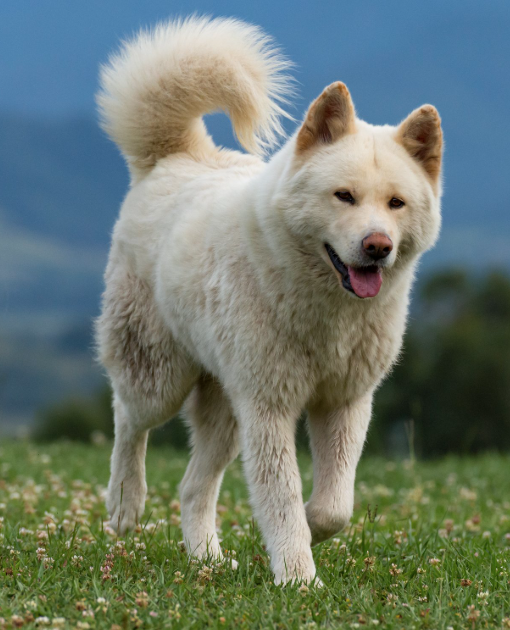 RenDoesCode's tweet image. this dog… he wait many years. now he come back in $BONK form 🐶
same like my bags. i hold long time too.
follow this meme. strong spirit. we pump together now.