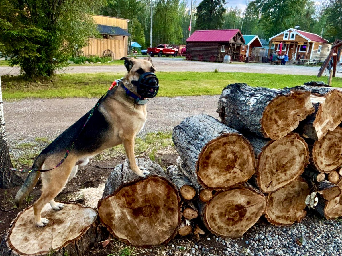 This photo captured a huge moment for me tonight. Another big dog was barking about 20 feet away, I could see him. Mom backed away after asking me to climb up, she trusted me.

Rather than focus on the dog (or bark back), I posed for my picture instead. Boy did it pay off!