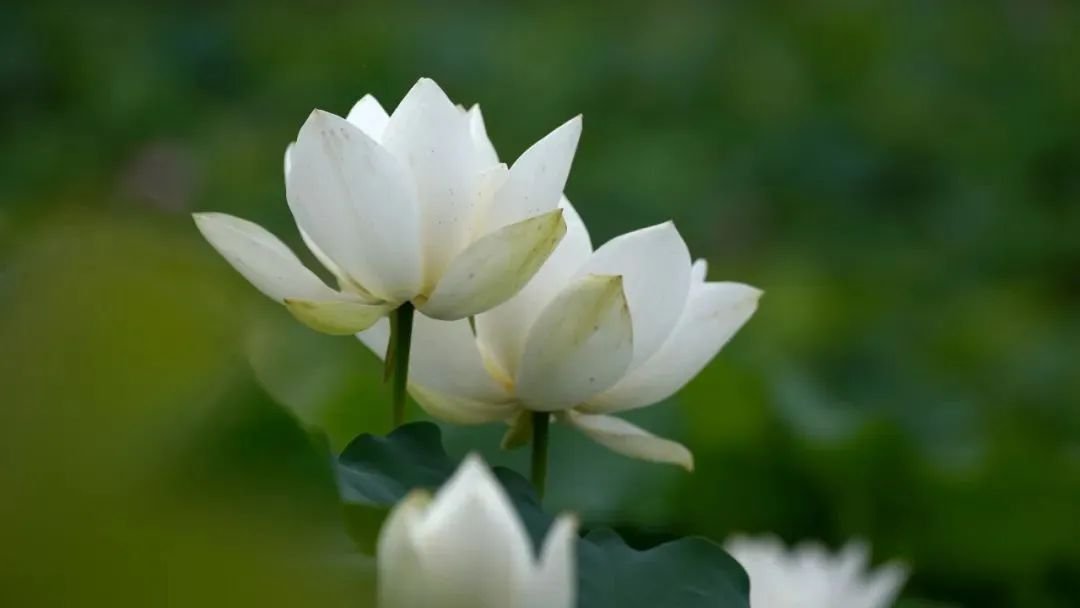 Guess what's blooming by Daming Lake in Jinan? LOTUS season is here—and it's bringing all the good vibes! The lotus, Jinan's city flower, stands for luck and blessings.