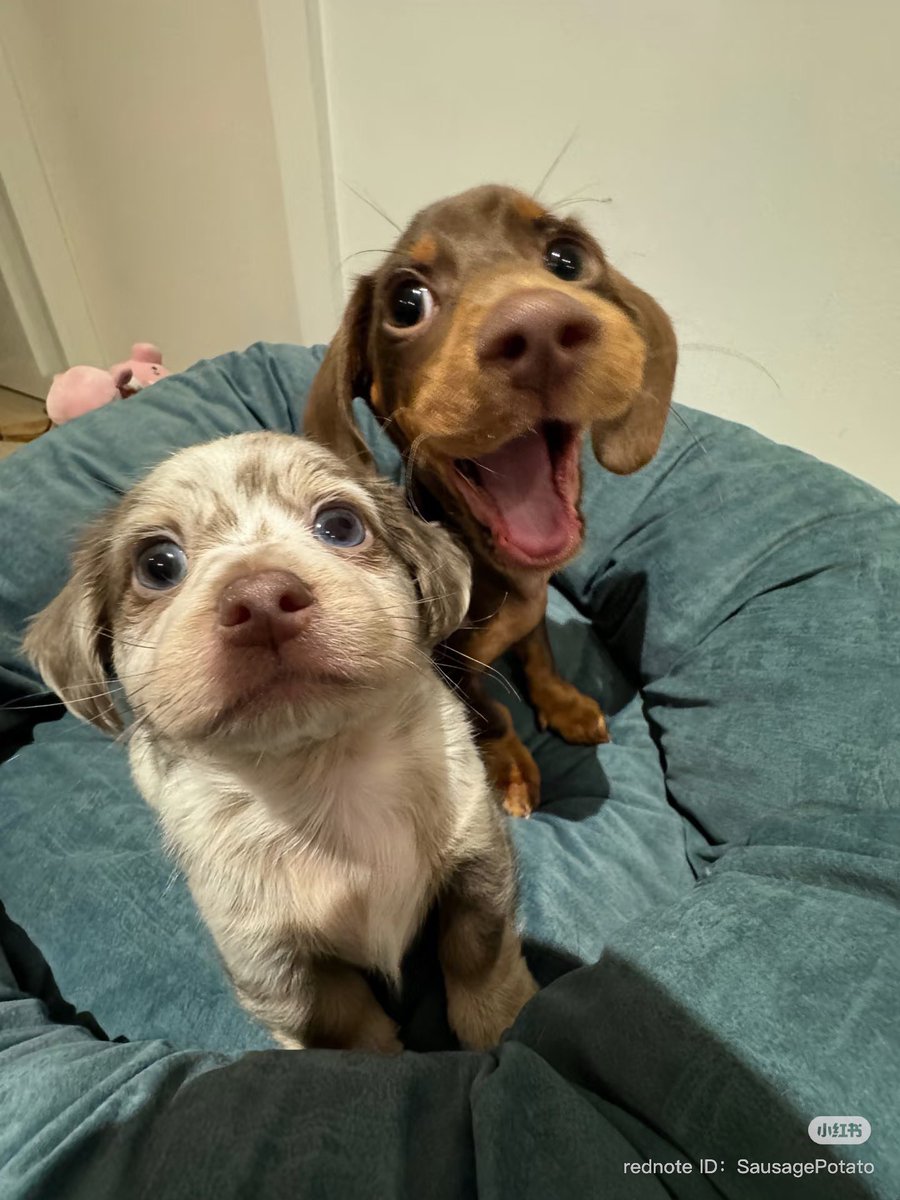 💖 (@twaniimals) on Twitter photo 