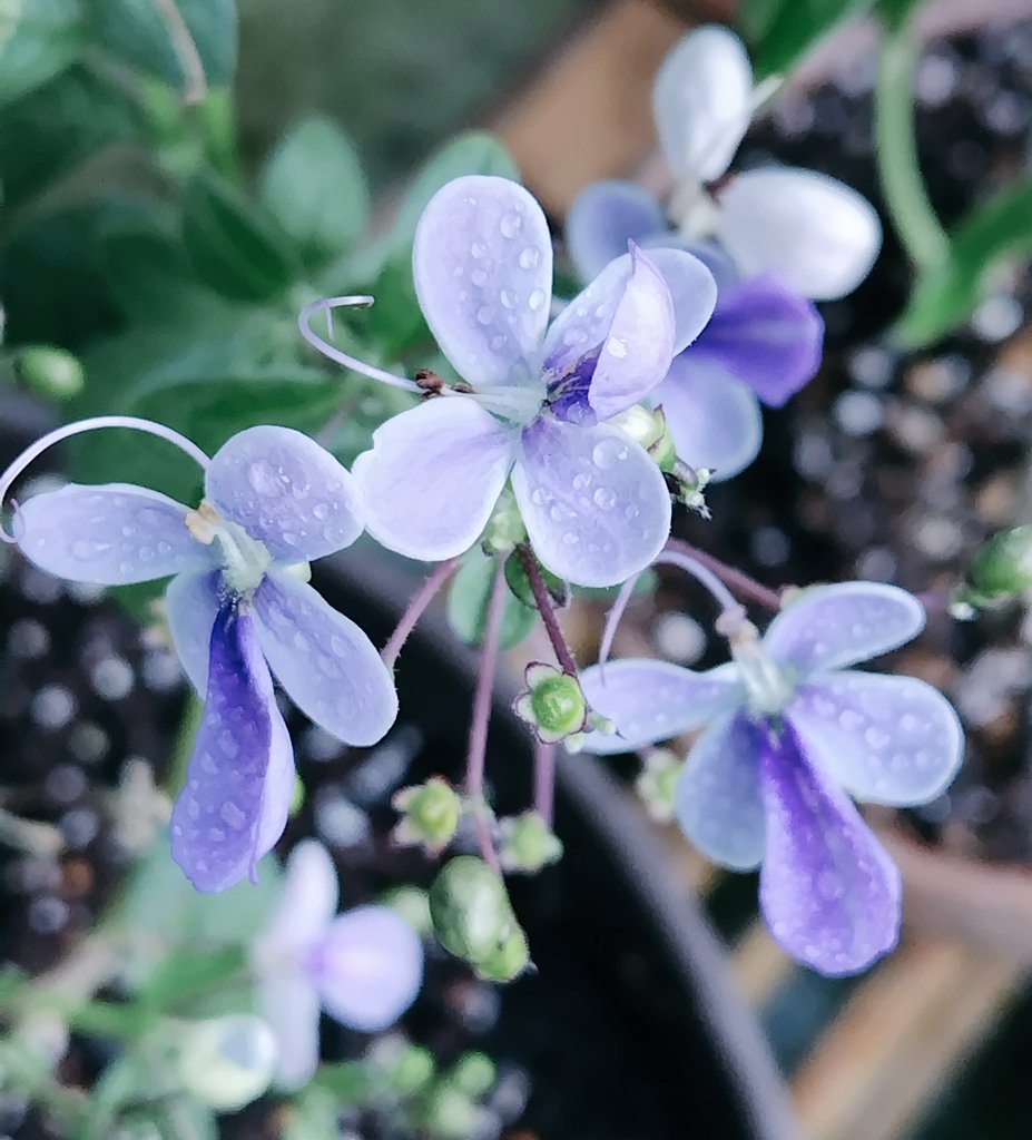 bua10732378's tweet image. あ、あ、あっちぃーーー!
髪の毛が汗で縦ロールになりそう。
お花にあげた分、私から水分が
いなくなってる…。体調崩してる
方、本当に多いです。私は何故か
暑くなってから元気ですが、油断
しないようにします。みんな元気
に乗り切ろうね。ᕦ(ò_óˇ)ᕤ“ムンッ