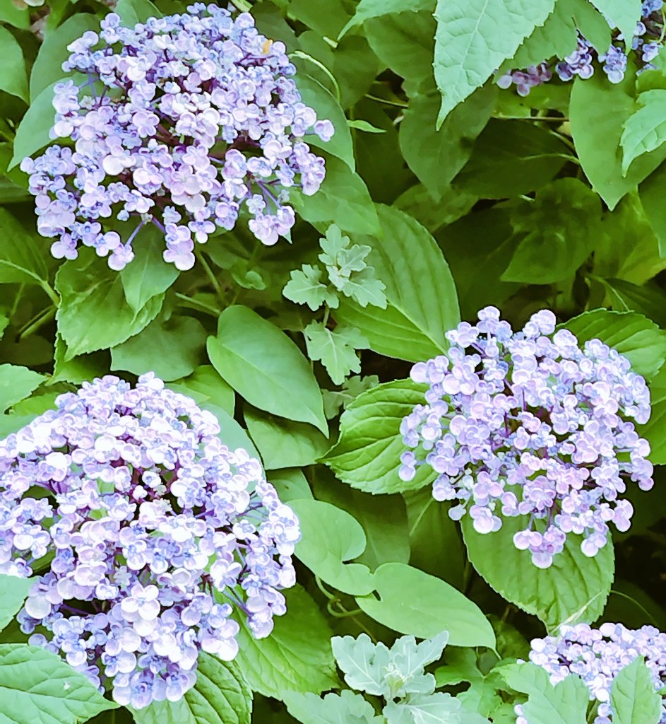 bua10732378's tweet image. あ、あ、あっちぃーーー!
髪の毛が汗で縦ロールになりそう。
お花にあげた分、私から水分が
いなくなってる…。体調崩してる
方、本当に多いです。私は何故か
暑くなってから元気ですが、油断
しないようにします。みんな元気
に乗り切ろうね。ᕦ(ò_óˇ)ᕤ“ムンッ