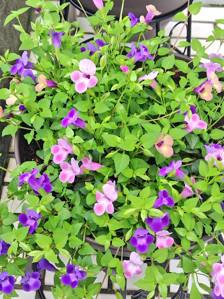 bua10732378's tweet image. あ、あ、あっちぃーーー!
髪の毛が汗で縦ロールになりそう。
お花にあげた分、私から水分が
いなくなってる…。体調崩してる
方、本当に多いです。私は何故か
暑くなってから元気ですが、油断
しないようにします。みんな元気
に乗り切ろうね。ᕦ(ò_óˇ)ᕤ“ムンッ