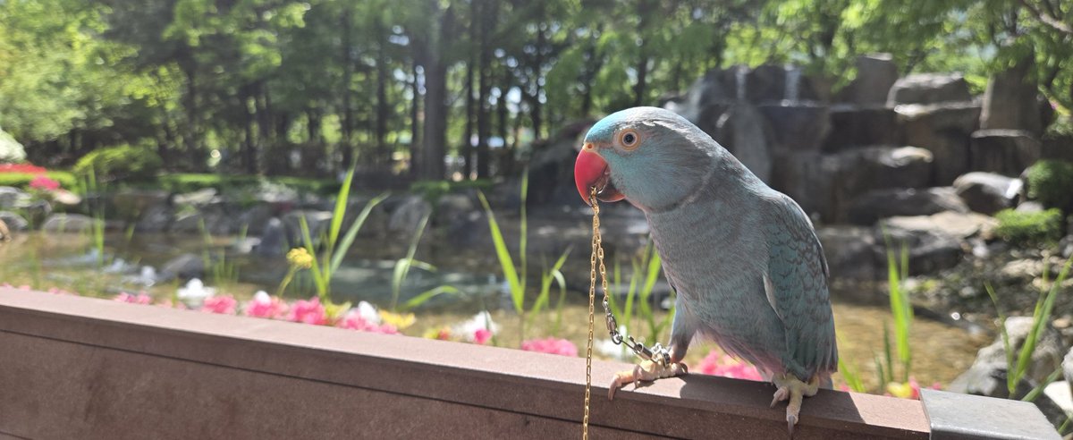 소다 (@parrotdiary) on Twitter photo 