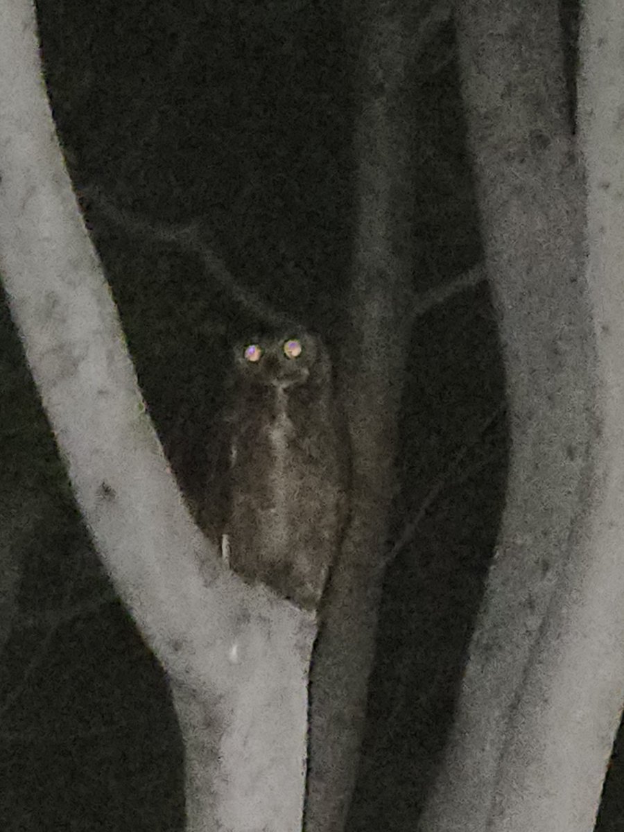 Bafael1's tweet image. You thought I couldnt see you bro