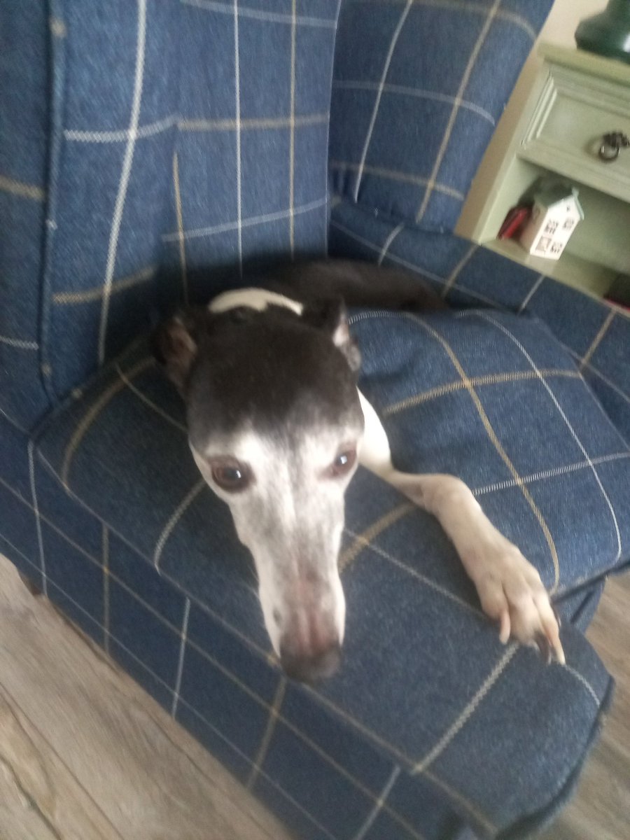 Happy 13th birthday to my finlay. slowing down but can still beat me t' fridge