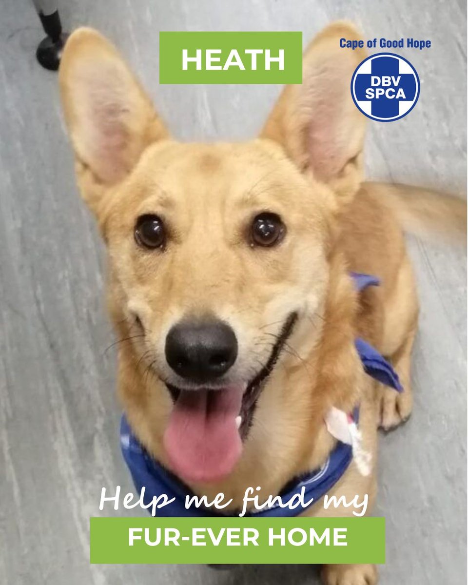 Cape of Good Hope SPCA (@capespca) on Twitter photo *ADOPTIONS* 🐶 DOG OF THE DAY 🐾 HEATH
Handsome Heath is just the most delightful friendly little guy.
Please visit: pulse.ly/u2v2opgyxr
Call our Adoptions Centre on (021) 700 4140 or email adoptions@spca-ct.co.za *ADOPTIONS* 🐶 DOG OF THE DAY 🐾 HEATH
Handsome Heath is just the most delightful friendly little guy.
Please visit: pulse.ly/u2v2opgyxr
Call our Adoptions Centre on (021) 700 4140 or email adoptions@spca-ct.co.za