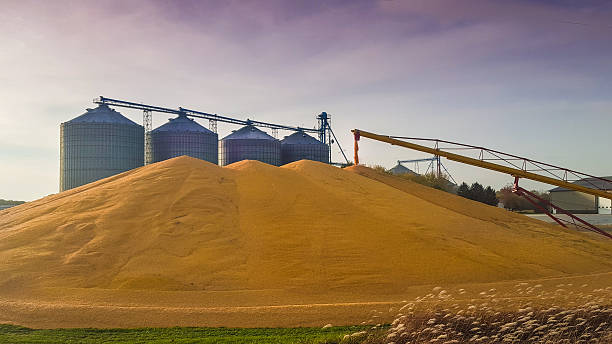 I really think that seething over free school lunches or some mom in Ohio using SNAP is low IQ behavior.

Don't you understand that the USA produces immense, almost grotesque amounts of food? 

We eat and eat and they can't even fit the grain into the bins, it increases so fast.