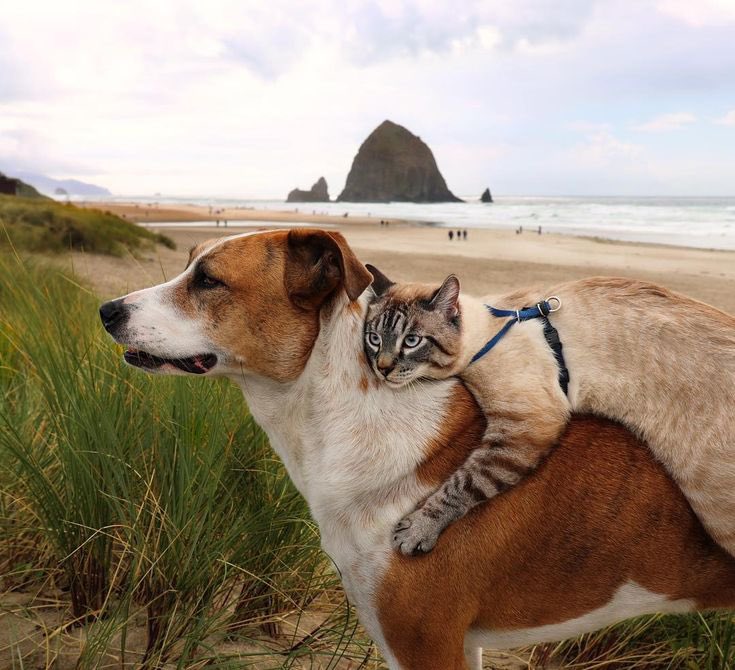 Good morning X-Friends…🌷🍃☕️
Have a blessed and relaxing Sunday 🌳☀️⛰️💦🐕🐈🧡🤍🤎

#SundayMorning 🌷 #CoffeeTime ☕️ #AnimalLovers 🩷 #StayPositive 💐 #Blessings 🤍 #PeaceAndLove 🕊️