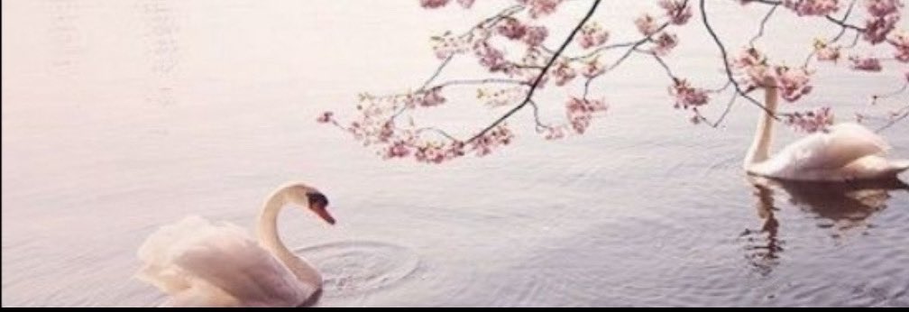 ............❤︎︎

فإذا نظرتُ فأنتِ غايةُ نظرتِي 
وإذا كتبتُ فأنتِ أنتِ قَصيدتِي ….🎶🌸