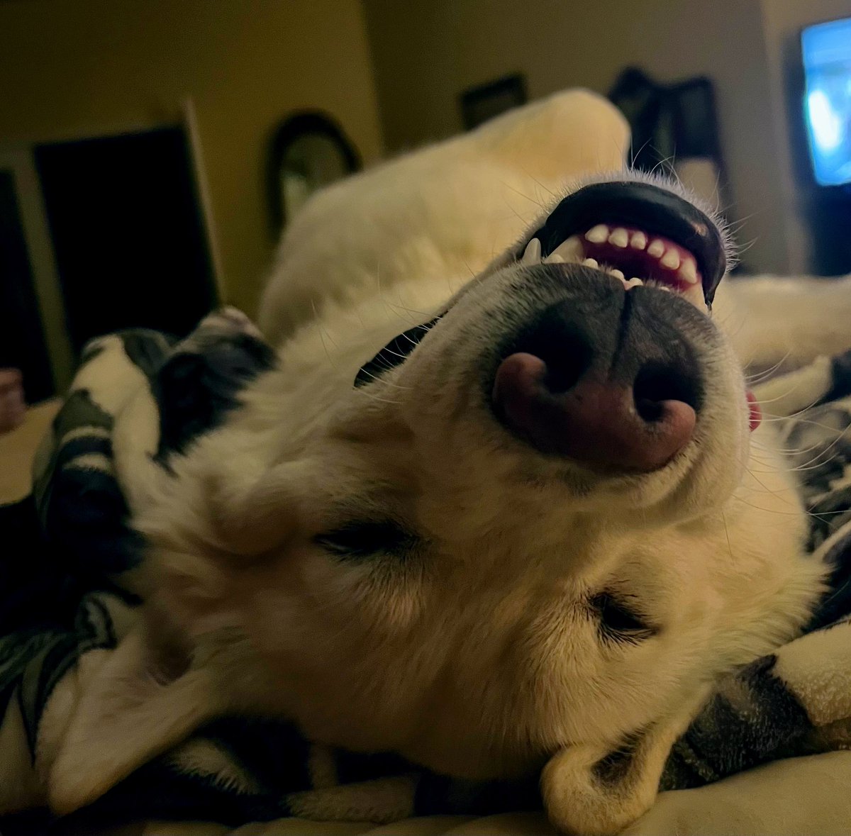 My dog Elvis enjoying the bed.