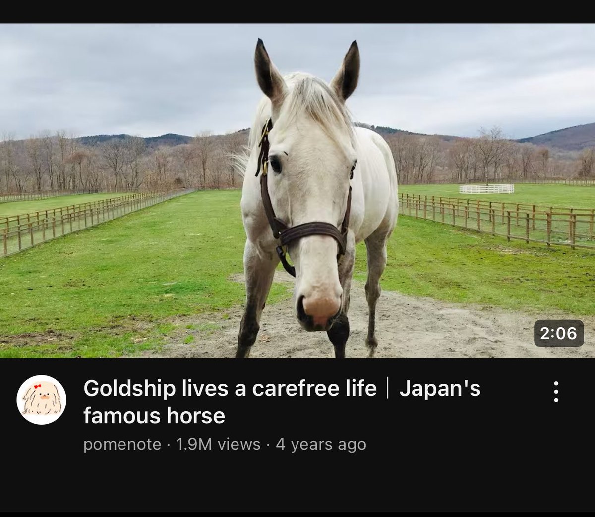 im getting videos of the actual horse recommended to me im done for😭