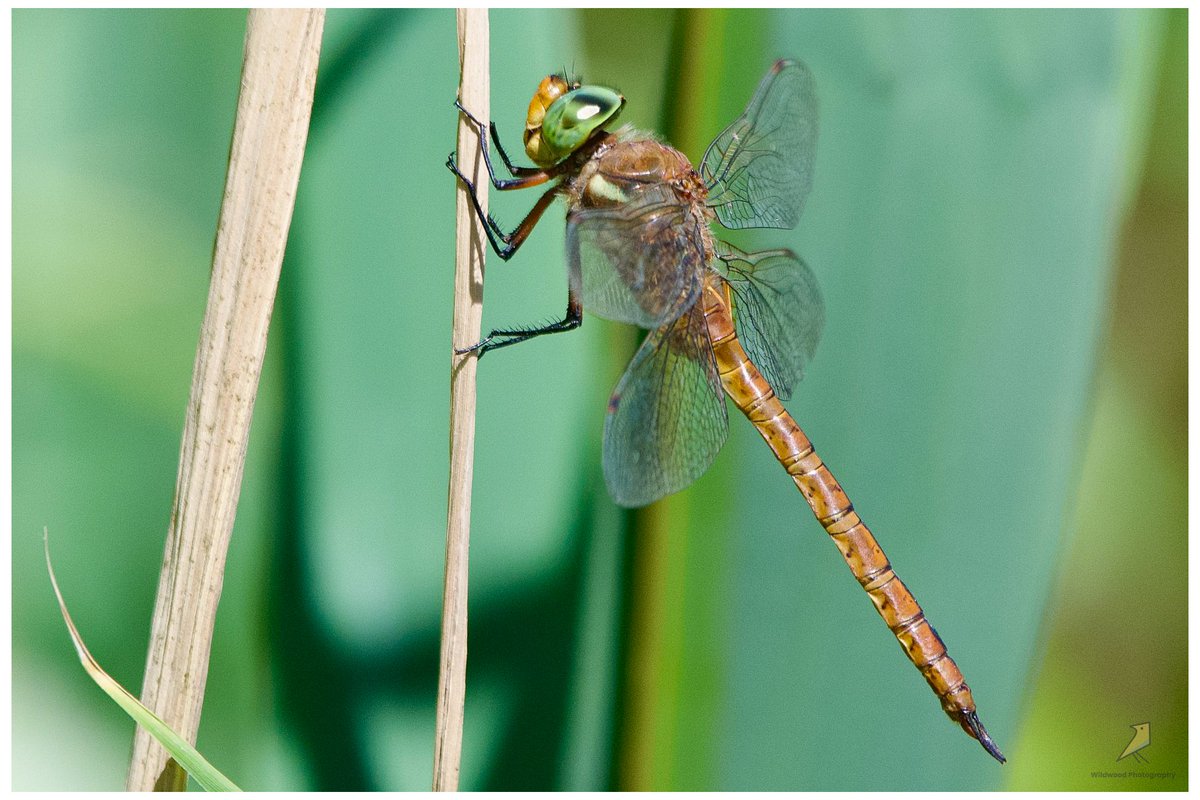 Norfolk Hawker from Radipole Lake, Weymouth.