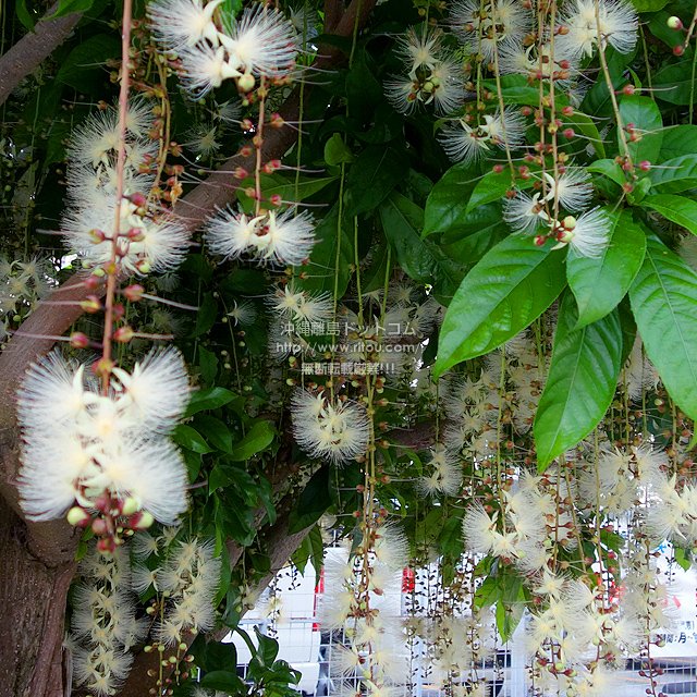 #今日の沖縄・那覇
国際通りからわずか200mでこのサガリバナとサガリバナトンネル
しかし早朝限定(映像は午前6時台も既に散り始めていた)
ココ→maps.app.goo.gl/yykusmpAJHFGog…