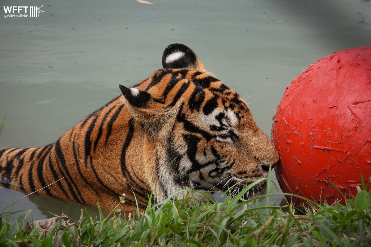 🐅 Heartwarming news! Yanisa &amp; Yod Yha, two #tigers #rescued from tiny concrete cages after 20 yrs, have finally found friendship &amp; freedom. 🧡 Thanks to your support, they’re thriving at our #Tiger Rescue Centre.

Help us care for them:
🔗 wfft.org/help-rescued-t…