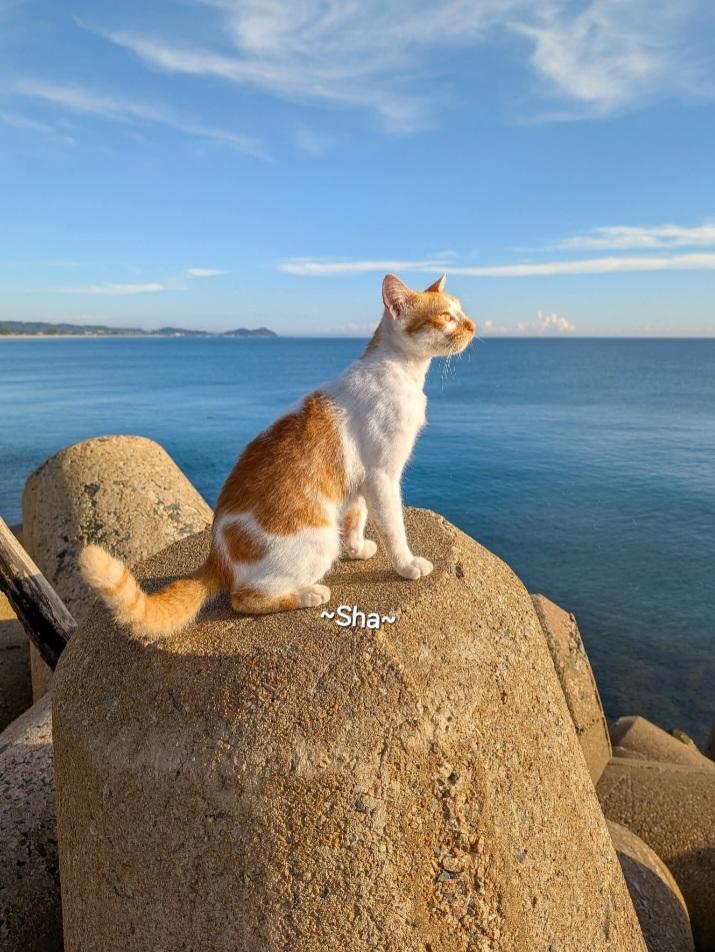 ❤️BEAUTIFUL THOUGHTS❤️
In every corner of my thoughts
Your face appears like a sweet memory
A constant dream that repeats itself in silence
You are the melody that plays without ceasing
In the symphony of my mind
🌸Van Gogh🌸

🇲🇾❤️~East Coast😻😘