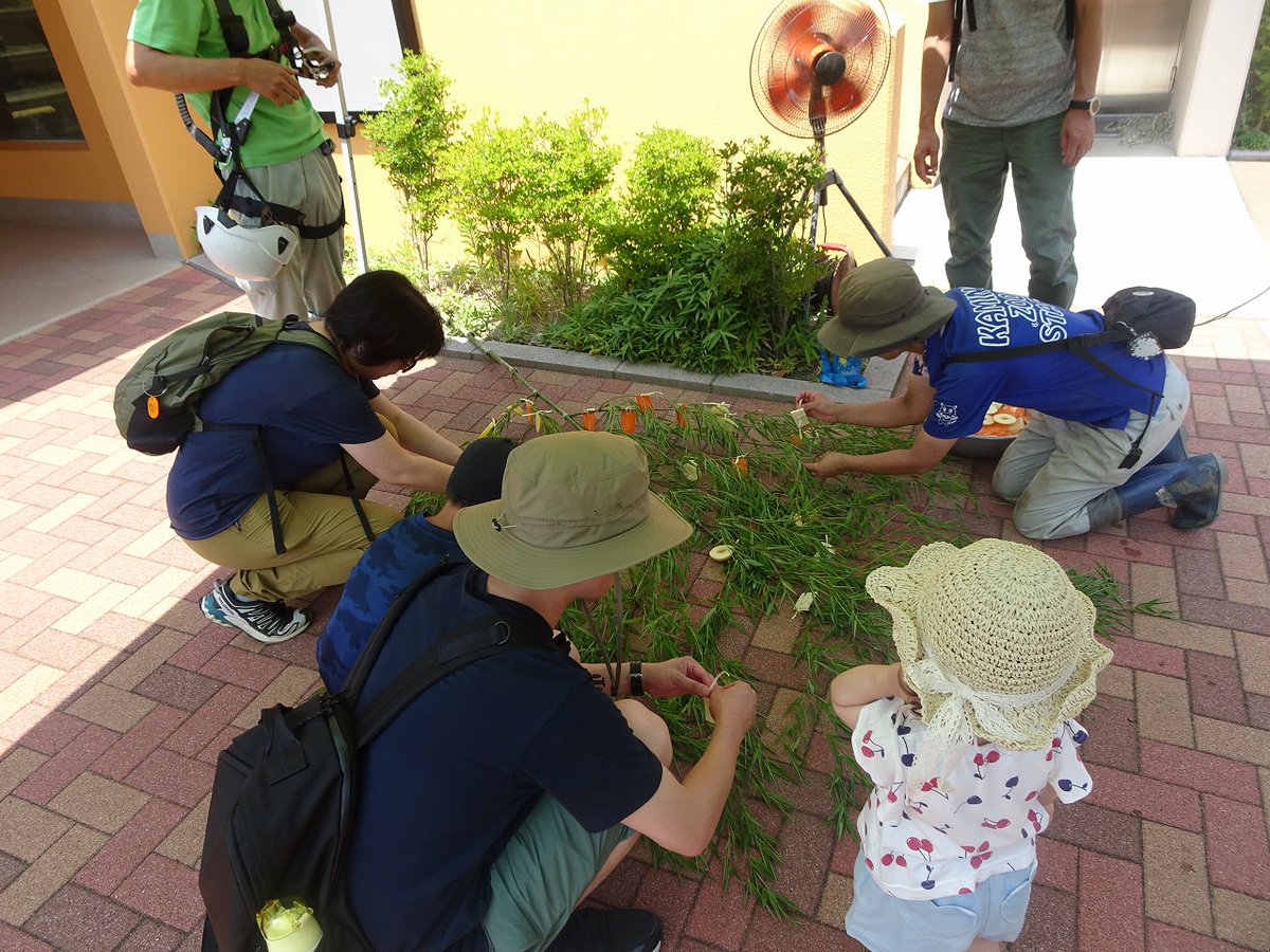 HitachiCity_Zoo's tweet image. 今日も七夕ガイド実施しました。#ニホンザル も #カバ もたくさん美味しいものをもらったようです。暑い中のご参加ありがとうございました!皆さんのお願いも叶いますように。#かみね動物園 #七夕