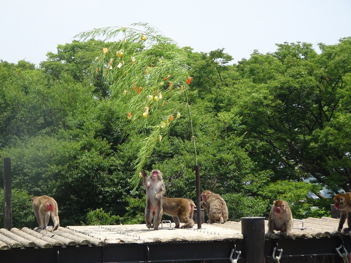 HitachiCity_Zoo's tweet image. 今日も七夕ガイド実施しました。#ニホンザル も #カバ もたくさん美味しいものをもらったようです。暑い中のご参加ありがとうございました!皆さんのお願いも叶いますように。#かみね動物園 #七夕