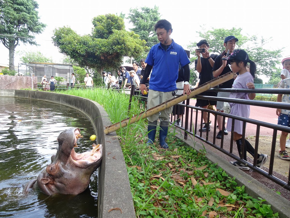 HitachiCity_Zoo's tweet image. 今日も七夕ガイド実施しました。#ニホンザル も #カバ もたくさん美味しいものをもらったようです。暑い中のご参加ありがとうございました!皆さんのお願いも叶いますように。#かみね動物園 #七夕