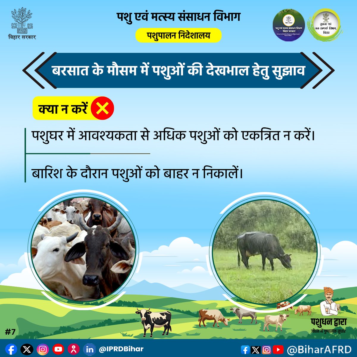 Animal & Fisheries Resources Dept., Bihar (@biharafrd) on Twitter photo बरसात के मौसम में पशुओं की देखभाल हेतु सुझाव।
<a href="/Agribih/">Agriculture Department, Govt. of Bihar</a>
<a href="/Dept_of_AHD/">Dept of Animal Husbandry & Dairying, Min of FAH&D</a>
<a href="/HorticultureBih/">Directorate Of Horticulture, Deptt of Agri, Bihar</a>
<a href="/IPRDBihar/">IPRD Bihar</a>
<a href="/renu_bjp/">Renu Devi 🇮🇳</a>
<a href="/vijayaias/">nvijayalakshmi</a>
#comfed #dairy #pashupalak #fish #fisheries #BiharAnimalAndFisheriesResourcesDept बरसात के मौसम में पशुओं की देखभाल हेतु सुझाव।
<a href="/Agribih/">Agriculture Department, Govt. of Bihar</a>
<a href="/Dept_of_AHD/">Dept of Animal Husbandry & Dairying, Min of FAH&D</a>
<a href="/HorticultureBih/">Directorate Of Horticulture, Deptt of Agri, Bihar</a>
<a href="/IPRDBihar/">IPRD Bihar</a>
<a href="/renu_bjp/">Renu Devi 🇮🇳</a>
<a href="/vijayaias/">nvijayalakshmi</a>
#comfed #dairy #pashupalak #fish #fisheries #BiharAnimalAndFisheriesResourcesDept