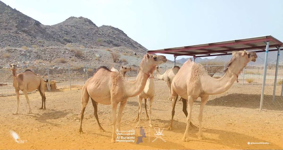 احتجزت دائرة البلدية بمحضة عددًا من الجِمال السائبة، وتدعو ملاكها إلى مراجعة الدائرة خلال ساعات الدوام الرسمي لاستكمال الإجراءات المطلوبة، مع التأكيد على أهمية الالتزام بالضوابط وعدم ترك الحيوانات بالقرب من الطرقات، حفاظًا على السلامة العامة.
#بلدية_البريمي