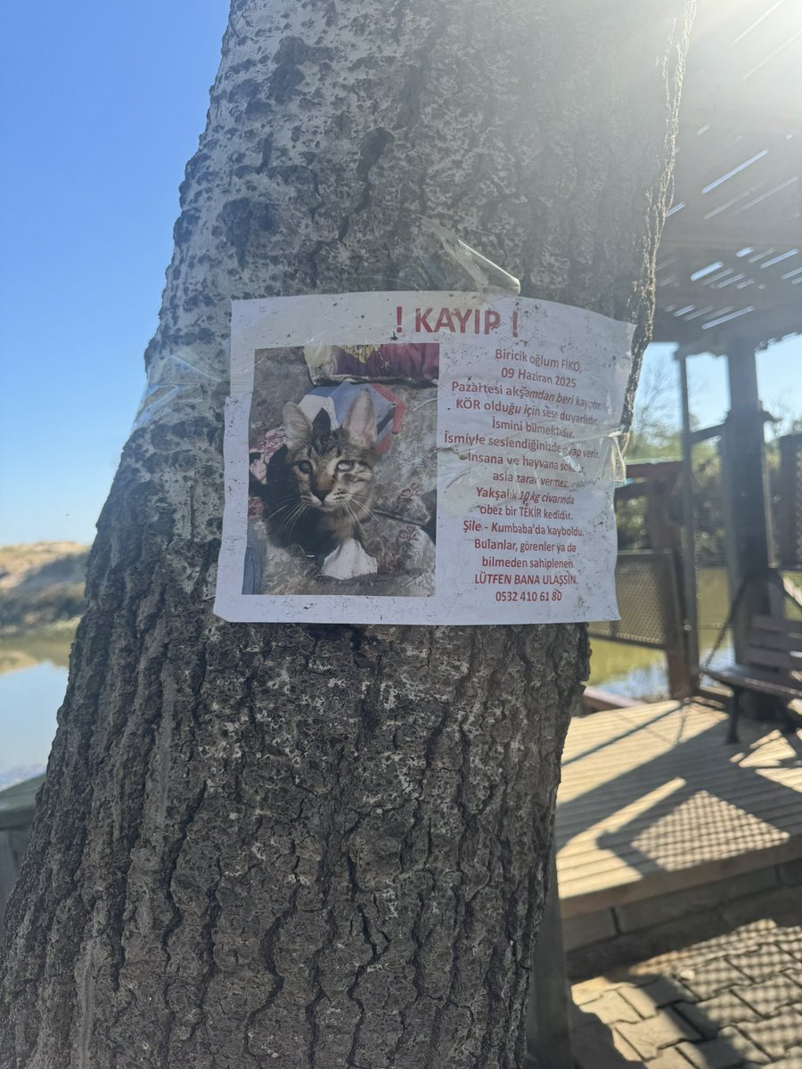 Şile’de yaşayanların dikkatine 
kör bir kedi kayıp