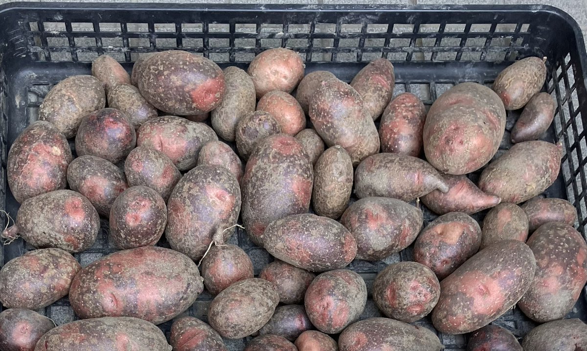 PRETZ_123's tweet photo. 今朝は、5時より収穫祭👨🏼‍🌾
日川白桃🍑
グランドペチカ🥔
ラッキョウ😄 https://t.co/5VIBraG4Iq