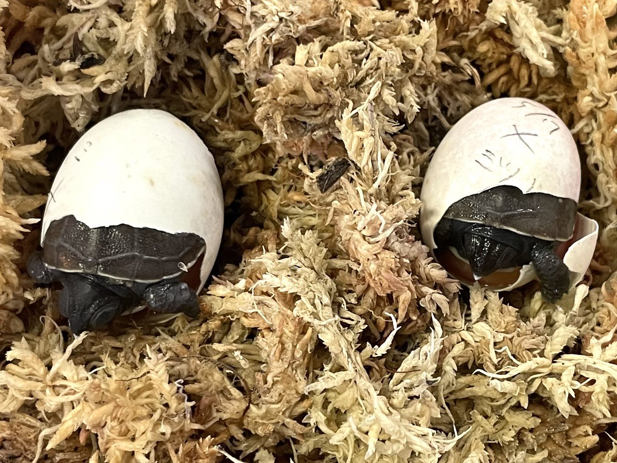 ぴったり60日で顔出した🐣
今年はミツユビだらけで楽しいね。