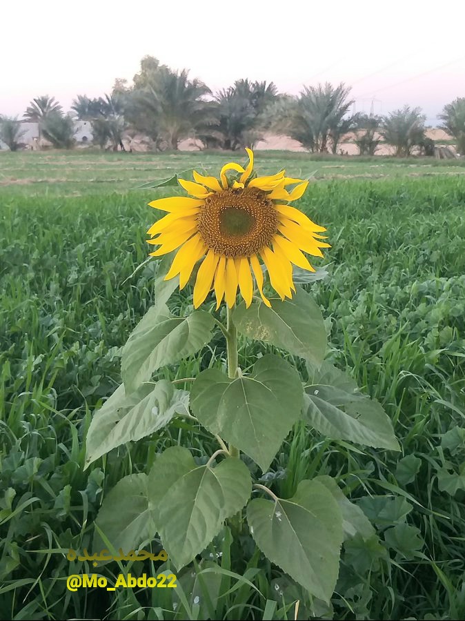 !! إن أرادت النفسُ أن تشتكي،
على المرءِ أن يخالفَهَا و يشكُر...هذه هي الطريق.!💙
#صباح_الخير
#جلال_الدين_الرومي