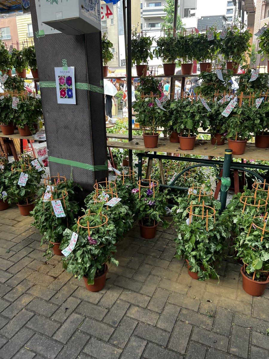 入谷朝顔まつり。

入谷鬼子母神から鶯谷に続くいつもの大通りが朝顔だらけに。

食べものの屋台もいっぱいだ。