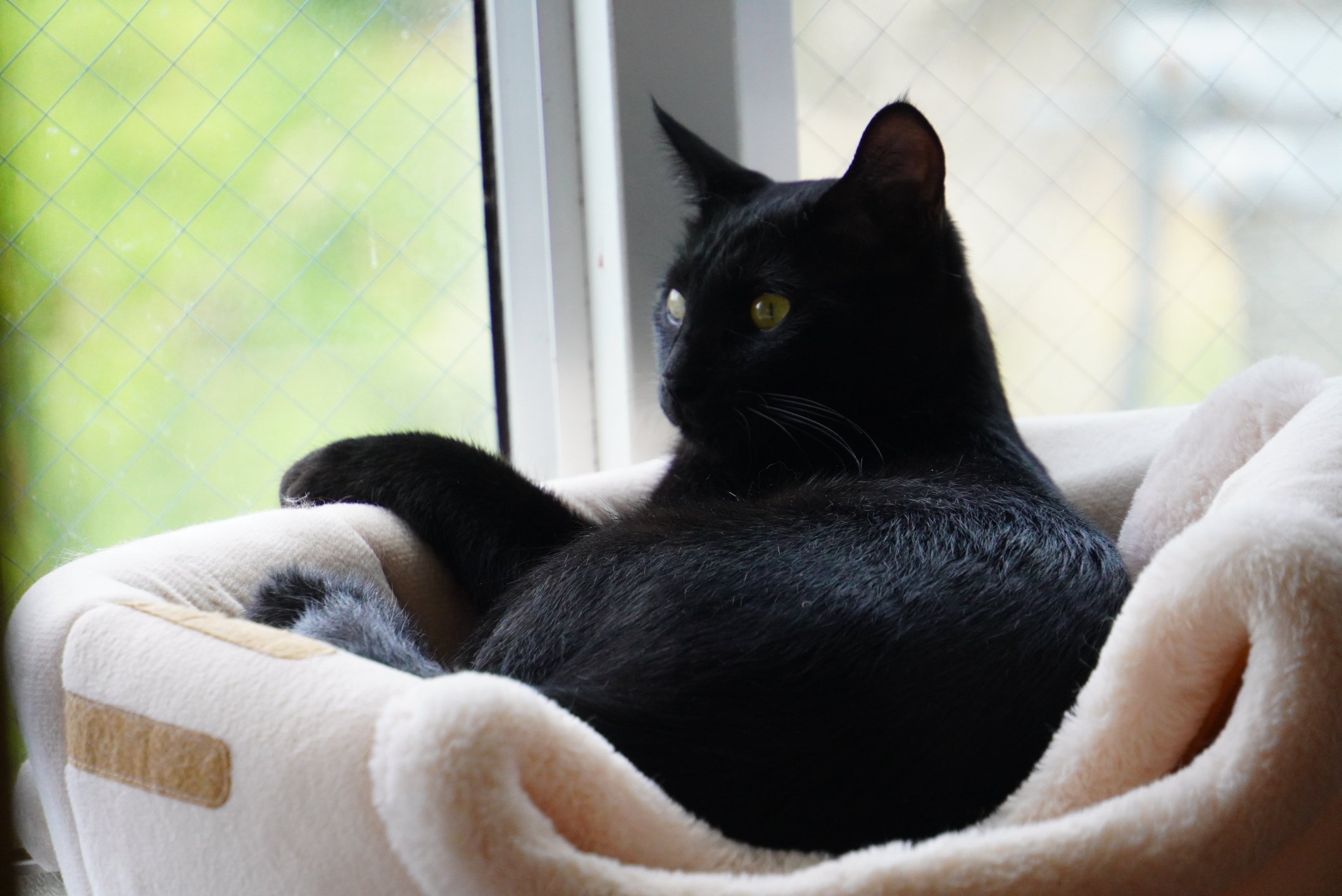 金運大黒猫 招き猫 貯金 開運 黒猫 （瀬戸焼 招き猫 古色大正猫小（黒） （2