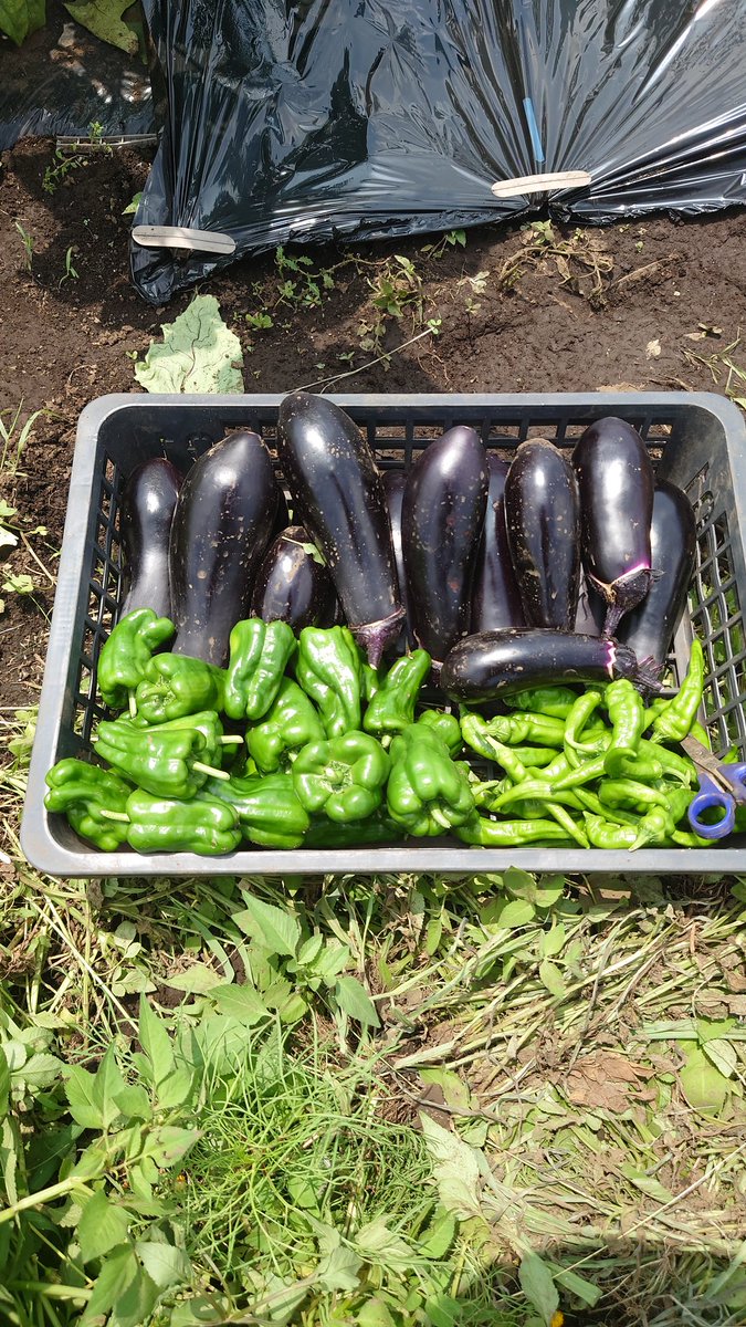 なすページ ナス - Search / X