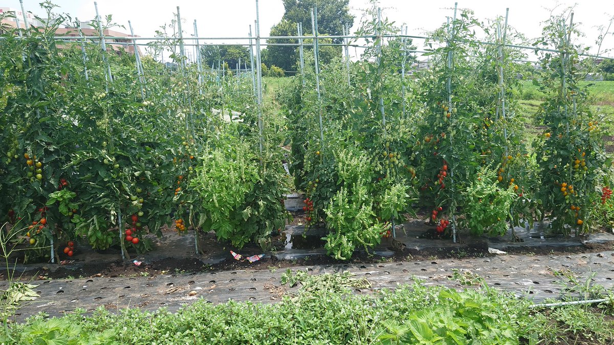 なすページ オールラウンド-ネジザウルス – エンジニア公式オンラインストア